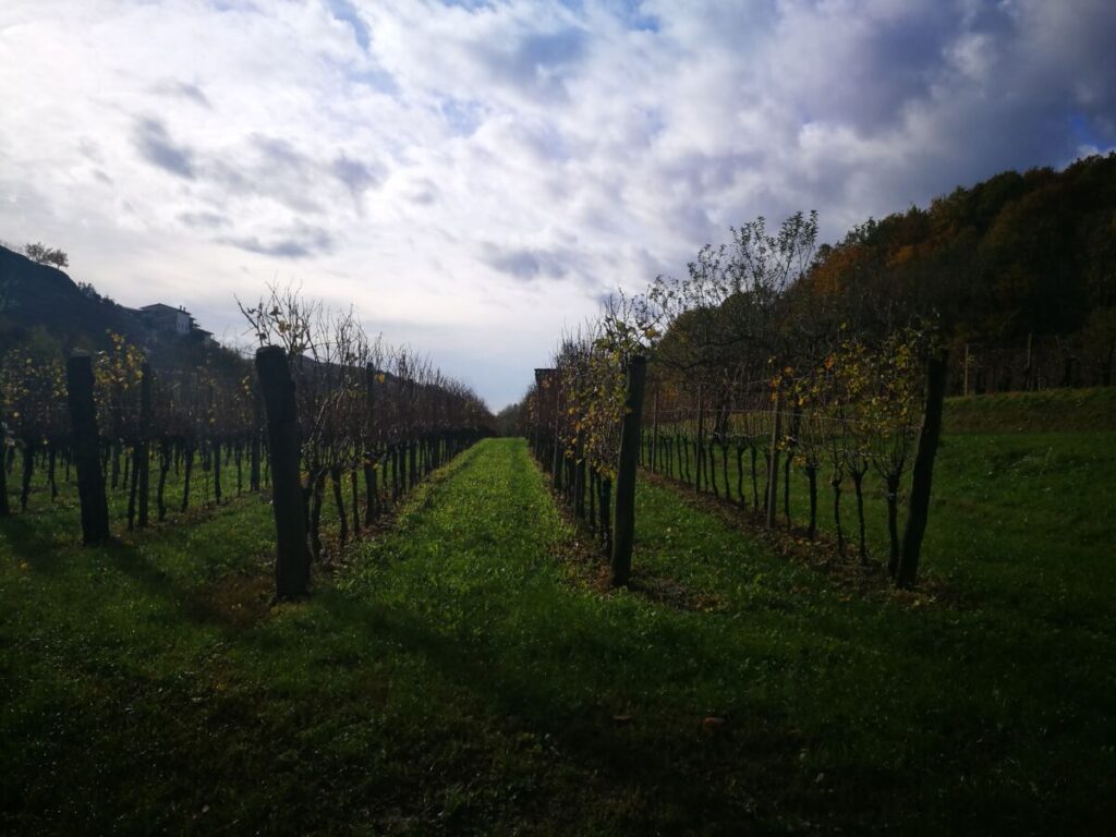 Kožbana