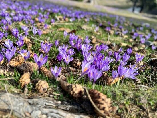 zafran velika planina